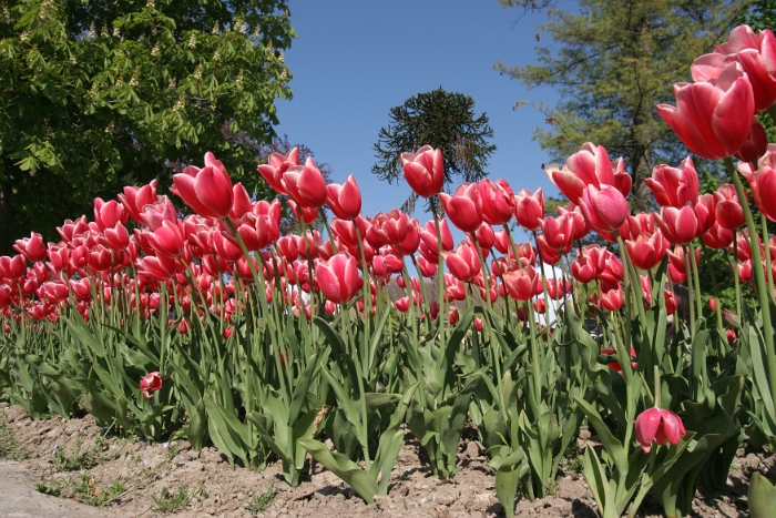 Tulipes a Morges 2007 - 203